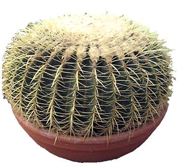 Kaktüs saksı çiçeği /Ortalama boy 40-50 cm ortalama çap 80 cm çok yıllık bir bitkidir ortalama yaşam süresi 1500-2000 yıl civarında şu anki alacağınız ürün 23 yıllık bitkidir.                              