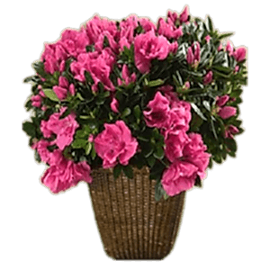 Açelya kalıcı saksı çiçeği ortalama boy (40-60cm)                                                            