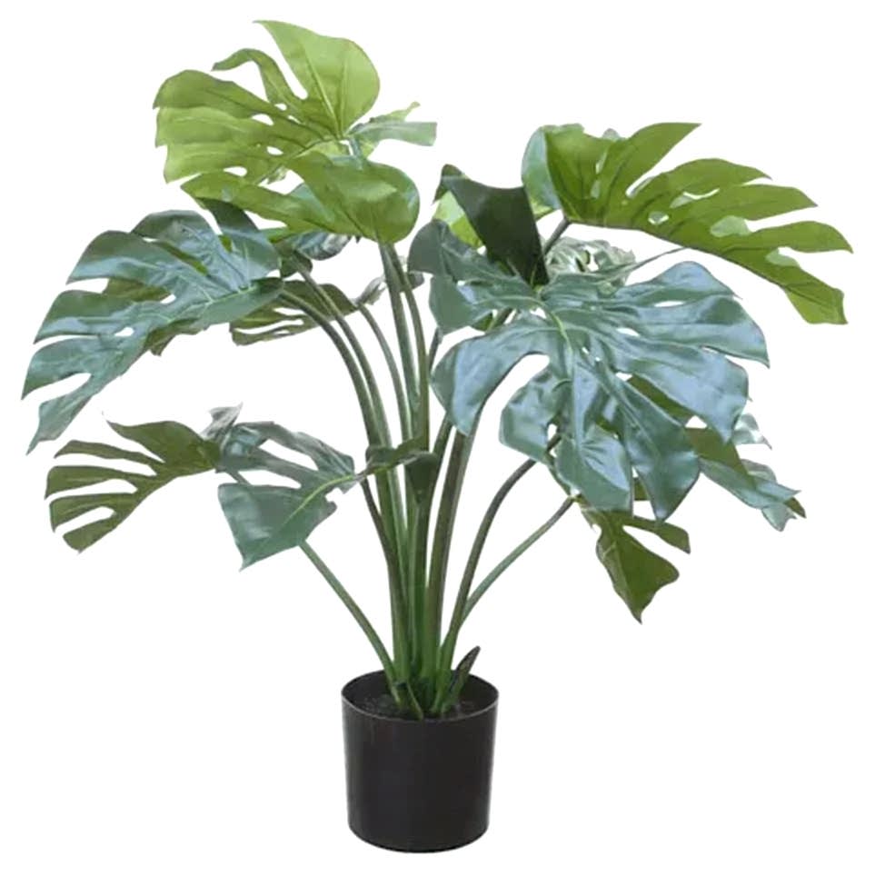 Monstera çok yıllık bitki 