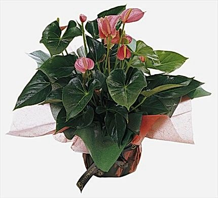 Anthurium Bitkisi