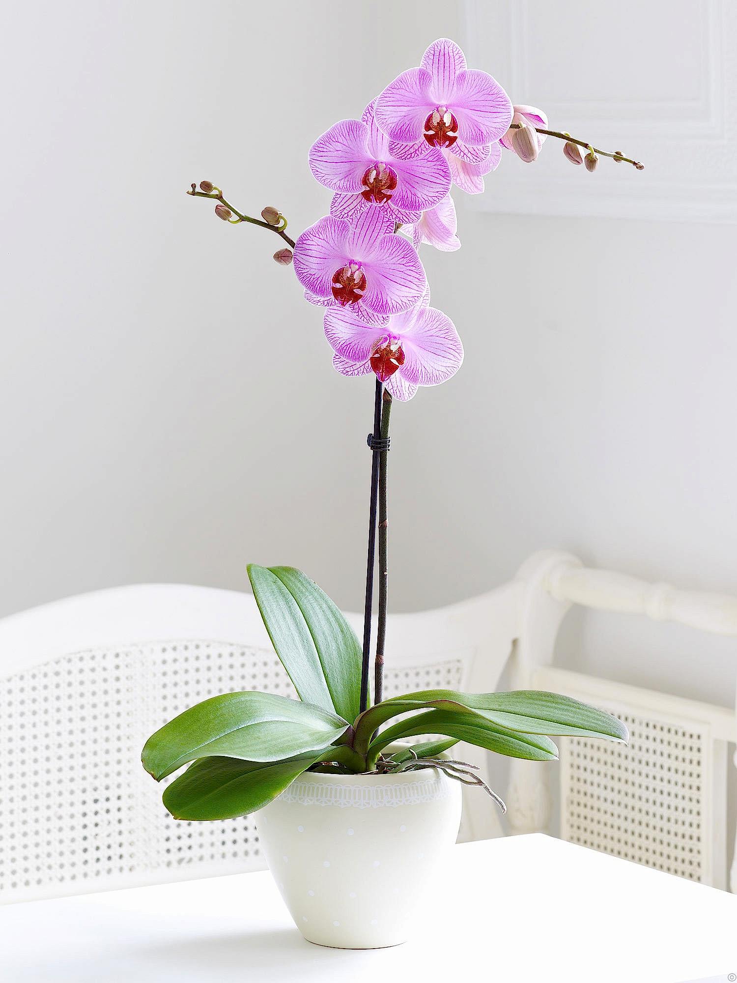 Pembe orkide /Beyaz seramik vazoda hazırlanmış tek dal Pembe orkide ortalama boy (70-90 cm) 
<br/>
<br/><a href="https://drovenaria.online/onizlemeb_19_orkide-cicegi-bakimi" class="menulink6">Orkide Bakımı</a>                                                                                          