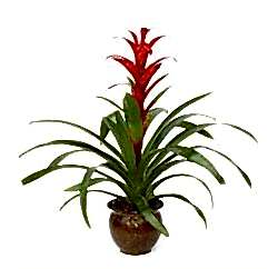 Guzmania saksı çiçeği ortalama boy (60-70cm)                               