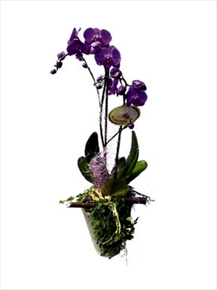 Phalaenopsis Bitki orkide     