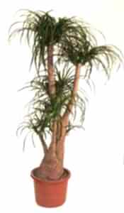 Nolina kalıcı saksı çiçeği boy (120-140'cm)                                   