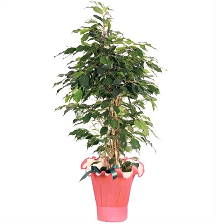 Ficus benjamin bitkisi