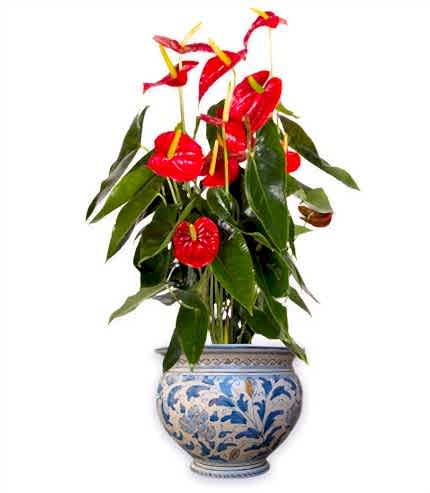 Anthurium bitkisi