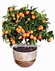 kumkuat ağacı kalıcı saksı çiçeği ortalama boy (40-60cm) /
<br/>
<br/>### Kumkuat Ağacı ###
<br/>Kumkuat Citrus japonica, narenciye ailesine ait küçük bir meyve ağacıdır ve özellikle Akdeniz ikliminde yetişmeye uygundur. Türkiye’de genellikle Akdeniz ve Ege bölgelerinde süs ve meyve ağacı olarak tercih edilir. Diğer turunçgillerden farklı olarak, kabuğuyla birlikte yenilebilen tatlı-acı aromalı meyveleriyle dikkat çeker.
<br/>
<br/>Kumkuat ağaçları 2 ila 4 metreye kadar büyüyebilir. Küçük ve parlak yeşil yapraklara sahip olan bu ağaç, ilkbaharda beyaz ve hoş kokulu çiçekler açar. Meyveleri ise sonbaharda olgunlaşır ve portakal rengini alır. 
<br/>
<br/>Saksıda da yetiştirilebilen kumkuat, ev ve bahçe dekorasyonunda estetik görünümüyle tercih edilir. Ayrıca meyveleri; reçel, marmelat ve likör yapımında kullanılır. C vitamini yönünden zengin olması, bağışıklık sistemine katkı sağlar.
<br/>
<br/>Kumkuat ağacı, hem şifa kaynağı hem de göz alıcı bir süs bitkisi olarak doğaseverlerin ilgisini çekmektedir.                                                