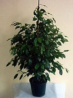 Ficus benjamin kalıcı saksı çiçeği boy (130-150'cm)                              