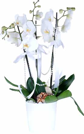 seramik vazoda 3 dallı orkide / beyaz  orkide ortalama boy (70-90cm) kalıcı saksı çiçeği
<br/>
<br/>Phalaenopsis: yaklaşık olarak 60 tür cinsi olan salepgiller (Orchidaceae) familyasından bir orkide cinsidir ve günümüzde insanlar tarafından bilinen ve sevilen tropikal orkideler arasındadır.
<br/>
<br/>isim kökeni
<br/>Yunancada Phalaina (Güve) ve -opsis (görünüm), çiçekleri tropikal güveleri hatırlatır. ilk defa bu cins 1704 yılında Georg Joseph Kamel tarafından Visco-Aloes Luzonis decima quarta botanik adı altında John Raysin botanik eseri olan Historia Plantarum (Cilt 3)'de tanımlanmıştır.
<br/>
<br/>Kitabında tanımladığı Phalaenopsis aphrodite türüdür. Bu cins 1825 yılında Botanikçi Carl Ludwig Blume tarafından da tanımlanmıştır.
<br/>
<br/><a href="https://drovenaria.online/onizlemeb_19_orkide-cicegi-bakimi" class="menulink6">Orkide Bakımı >></a>                                                                                      