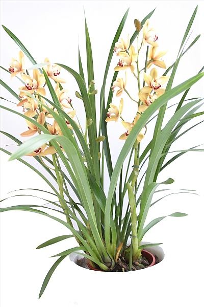 Cymbidium bitki orkide