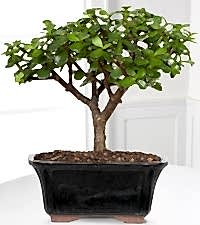 Bonzai kalıcı saksı çiçeği boy (30-50'cm)                    