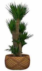 6 köklü yucca vip kalıcı saksı çiçeği 