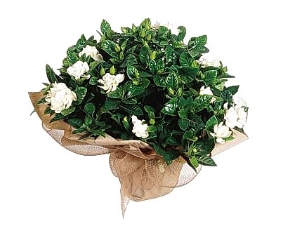 Bitki gardenya