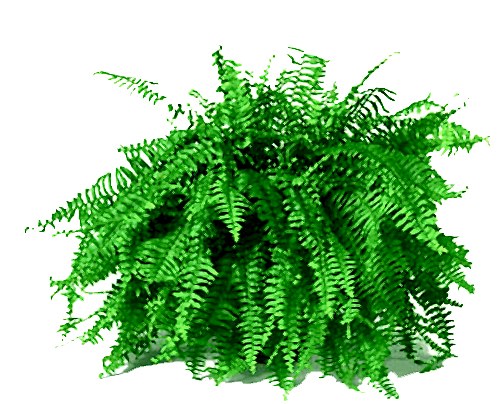 Aşk Merdiveni (Nephrolepis 40-60cm