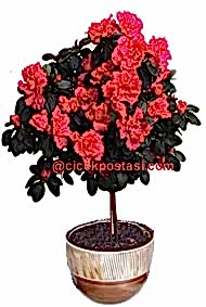 Baston cins açelya / Küp saksıda dekore edilmiş özel tasarım baston cins açelya saksı çiçeği (70-90cm) 
<br/>
<br/><a href="https://drovenaria.online/onizlemeb_210_acelya-bakimi" class="menulink6">Açelya Bakımı</a>                                               