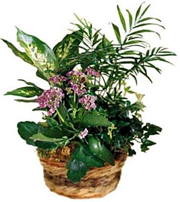 Bitki aranjmanı (French Garden)   