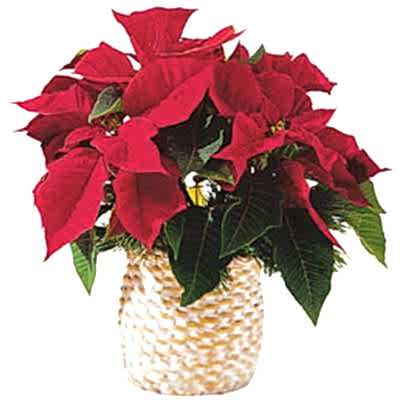 Sepette kırmızı poinsetya(yalnı
