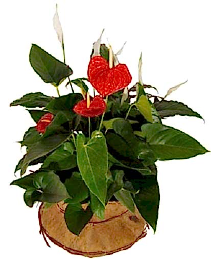 Bitki antorium
