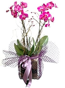 Kare  vazoda 2 dallı pembe orkideler / Fuşya (pembe) renkte 2 dallı orkide kalıcı saksı çiçeği ortalama boy (70-90 cm) 
<br/>
<br/><a href="https://drovenaria.online/onizlemeb_19_orkide-cicegi-bakimi" class="menulink6">Orkide Bakımı</a>                                          