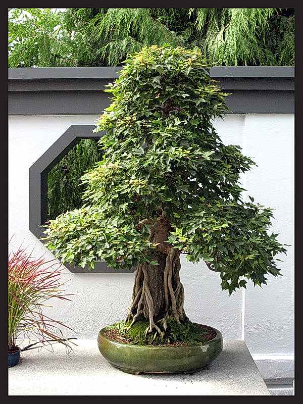 Hedera ficus bonsai /saksı çiçeği bonsai ortalama boy (170-200cm) ortala yaş (55-75)                               
