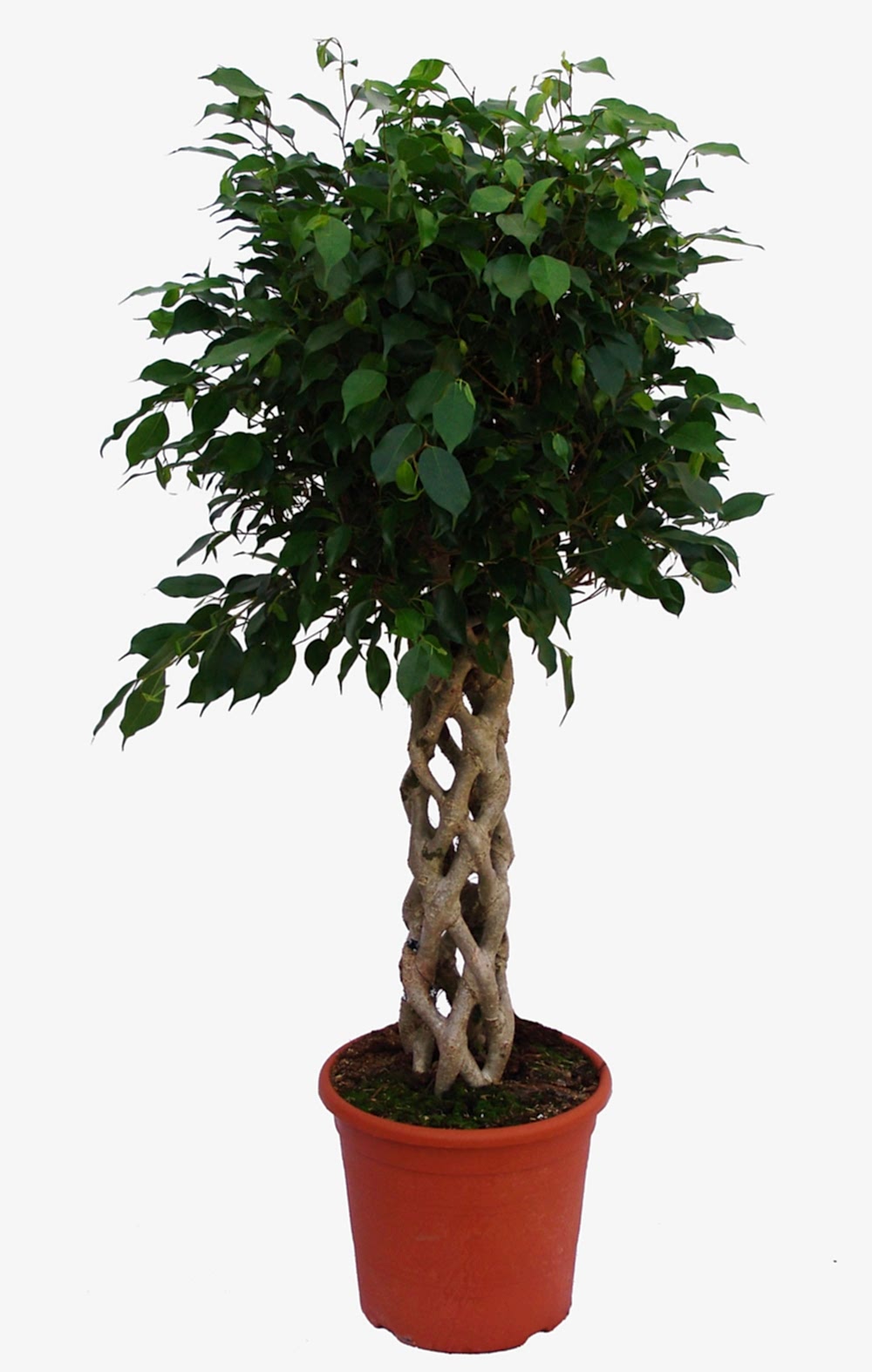 Örgülü ficus-benjamin kalıcı s