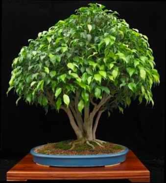 Bonsai benjamin çok özel kalıcı