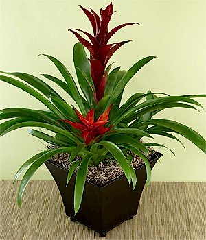 ikili guzmania bitki aranjman 40-70