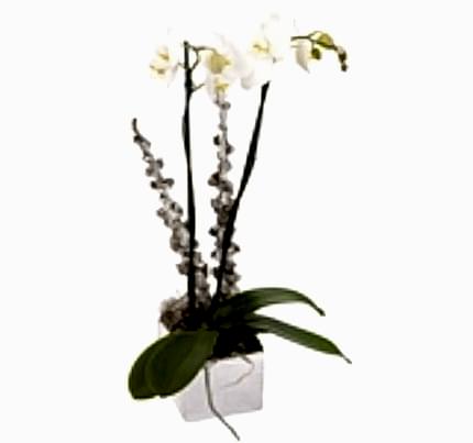 2 dallı Phalaenopsis orkide