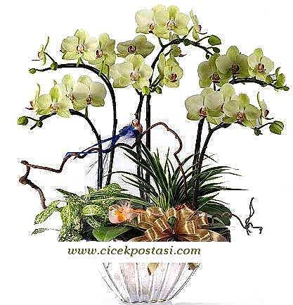 6 dallı yeşil orkidelerden / Yeşil orkideler kalıcı saksı çiçeği özel olarak hazırlanmış bitki aranjman ortalama boy (70-90 cm)
<br/>
<br/><a href="https://drovenaria.online/onizlemeb_19_orkide-cicegi-bakimi" class="menulink6">Orkide Bakımı</a>                                         