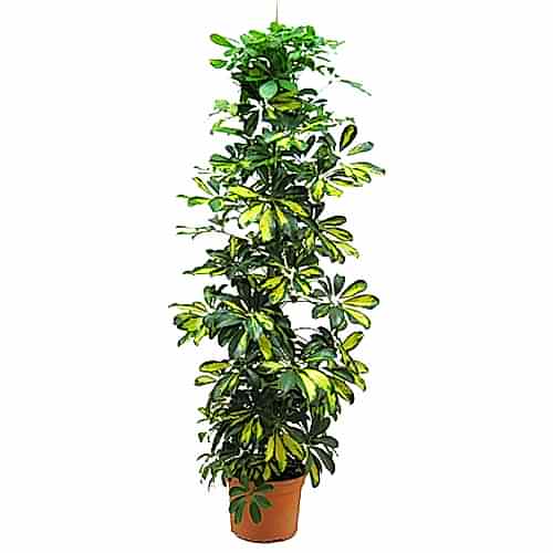 Şeflora saksı çiçeği ortalama 