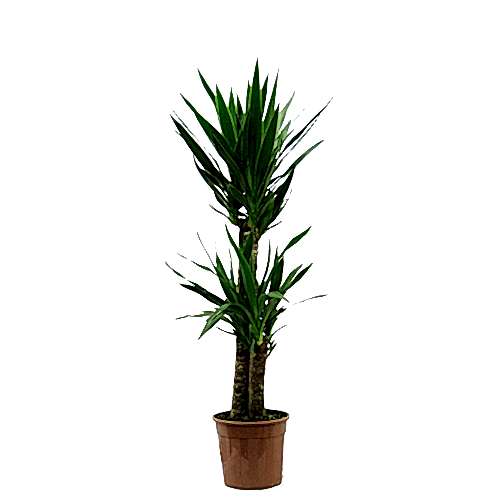 ikili yucca saksı çiçeği 