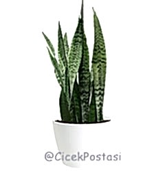 Sansaverya green 
