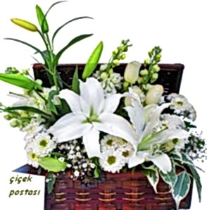 Ahşap sandık'da beyaz lilyuml