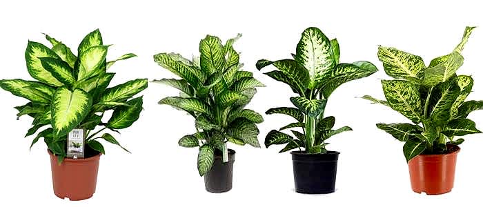 Difembahya saksı çiçeği (dieffenbachia camilla flower)