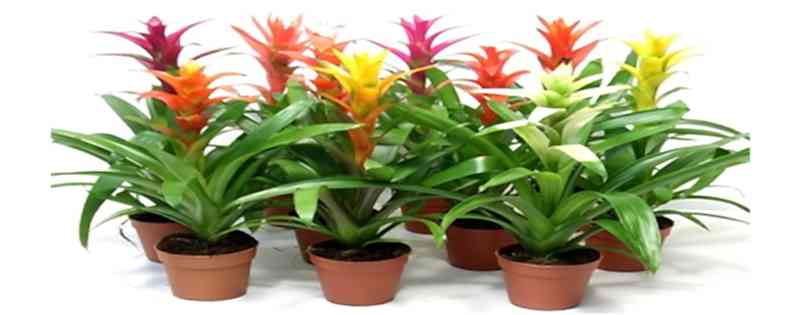 Guzmania bakımı: