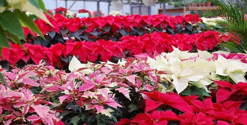 Ponsedya - atatürk çiçeği (poinsettias) Bakımı