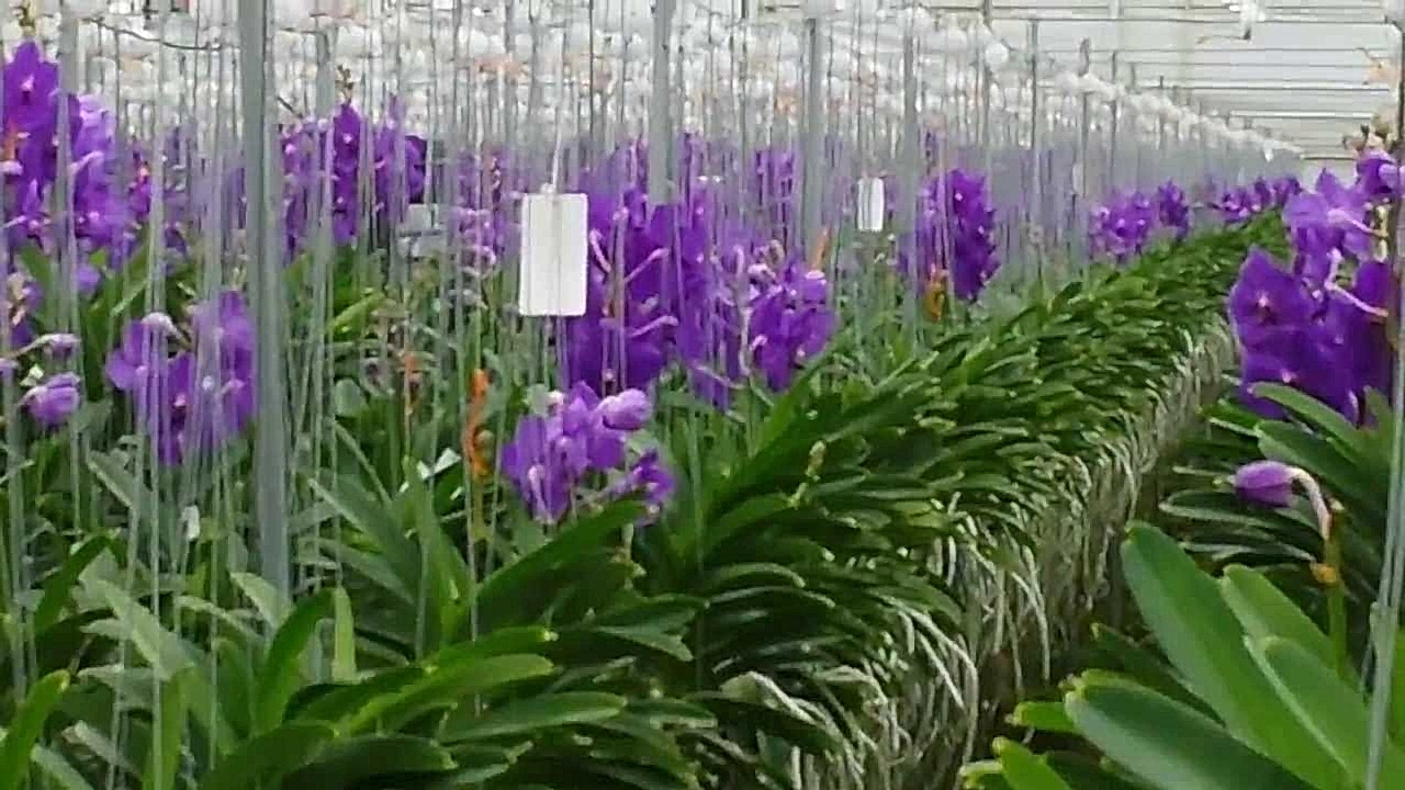 Vanda Orkide 