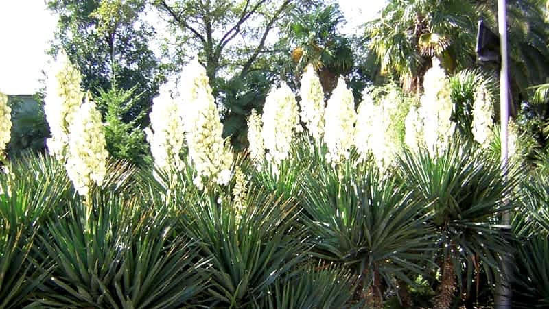 Yukka (yucca) çiçeği bitkisi